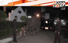 ออกเทศบัญญัติห้ามช้างเร่ร่อน จ.บุรีรัมย์