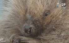 เม่นในอังกฤษกำลังถูกคุกคาม