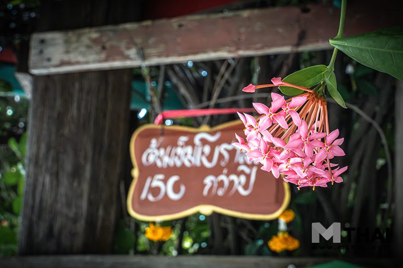 ต้นเข็มโบราณ