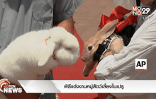 พิธีแต่งงานหมู่สัตว์เลี้ยงในเปรู