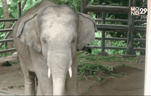 ช้างทำร้ายควาญช้างบาดเจ็บ จ.ลำปาง