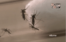 สธ.สั่งให้ทุกอำเภอกำจัด “ยุงลาย” ทุกวันศุกร์