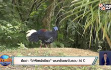 ฮือฮา “ไก่ฟ้าหน้าเขียว” พบครั้งแรกในรอบ 50 ปี