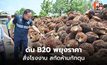 พาณิชย์ลงพื้นที่ปาล์ม ดัน B20 หนุนราคาขยับ