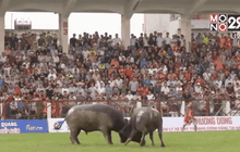 ประเพณีชนควายในเวียดนาม