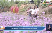 ปรับสวนมะม่วงเป็นทุ่งดอกไม้รับสงกรานต์