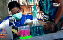 คุมจำนวนลิงแสม-หาเชื้อติดต่อสู่คน