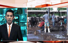 โคนมตายไม่ทราบสาเหตุกว่า 100 ตัว