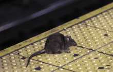 นิวยอร์กประกาศปราบหนูในเมือง