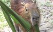 สวนสัตว์สงขลาเปิดตัว หนูยักษ์ “คาปิบาร่า”