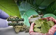 ปลดล็อกกระท่อม 25-12-62