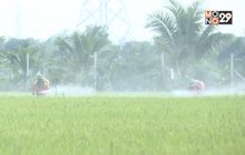 อย.ประกาศจุดยืน หนุนแบน 3 สารเคมีเกษตร