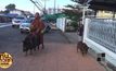 น่ารัก สองหมูป่า เดินตามพระบิณฑบาต