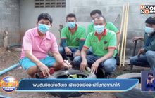 พบต้นข่อยใบสีขาว เจ้าของเชื่อจะนำโชคลาภมาให้