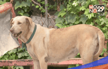 ประชาพิจารณ์แก้ปัญหาสุนัขจรจัดแฟลตตำรวจฯ