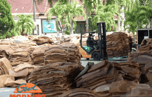 ชงครม.ออกมาตรการช่วยชาวสวนยาง