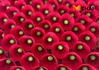 ที่มาของ ดอกป๊อปปี้ วันทหารผ่านศึก ความงามบนหลุมศพทหารกล้า