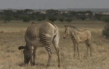 สำรวจประชากรม้าลายเกรวีในเคนยา
