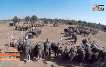 ช้าง 199 เชือก แปรอักษรถวายพระพรวันพ่อแห่งชาติ