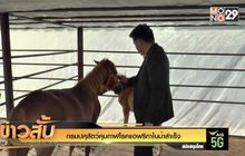 กรมปศุสัตว์คุมกาฬโรคแอฟริกาในม้าสำเร็จ