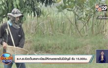 ธ.ก.ส.เปิดเว็บลงทะเบียนให้เกษตรกรไม่มีบัญชี รับ 15,000บ.