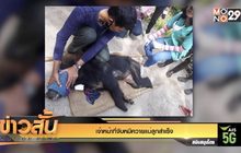 เจ้าหน้าที่จับหมีควายแม่ลูกสำเร็จ