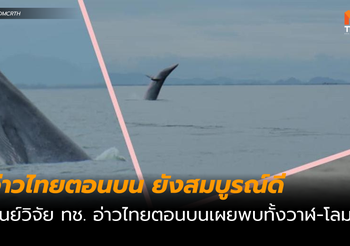 อ่าวไทยตอนบน ยังสมบูรณ์ วันนี้พบทั้งวาฬและโลมา