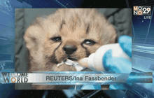 REUTERS : ลูกเสือชีตาห์เกิดใหม่ที่สวนสัตว์ในประเทศเยอรมนี