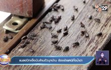 แมลงปีกแข็งนับล้านตัวบุกบ้าน ต้องย้ายหนีทั้งน้ำตา