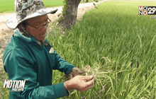 แมลงบั่วระบาดนาข้าวเสียหาย