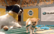 แข่งขันอเมริกันฟุตบอลลูกสุนัขครั้งที่ 12