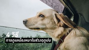 5 โรคร้ายในสัตว์เลี้ยงช่วงหน้าฝน - 4 วิธี การดูแลสุนัขในช่วงฤดูฝน