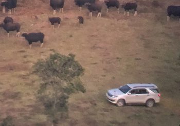 เผยแล้ว! กลุ่มคนขับรถชมกระทิงระยะใกล้ ที่เขตห้ามล่าสัตว์ป่าเขาแผงม้า