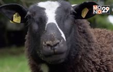 ธุรกิจเลี้ยงสัตว์ในไอร์แลนด์เหนือเผชิญวิกฤต