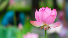 ปฏิทินวันพระ 2562 เดือนมิถุนายน