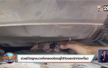 ช่วยชีวิตลูกแมวเพิ่งคลอดติดอยู่ใต้ท้องรถนักท่องเที่ยว