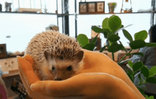 คาเฟ่เม่นในญี่ปุ่น