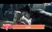 Movie Review : CATS