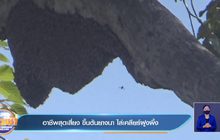 อาชีพสุดเสี่ยง ขึ้นต้นยางนา ไล่เคลียร์ฝูงผึ้ง
