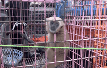 จับแก๊งบังคับนักท่องเที่ยวถ่ายรูปกับสัตว์ป่า