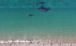 ฝูงวาฬ “เซาเทิร์น ไรต์” อพยพถึงชายหาดอาร์เจนตินา