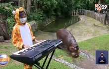 ช่วยคลายเหงา จัดดนตรี ให้สัตว์ฟัง ช่วงโควิด