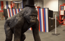 สำนักงานแนวคิดโรงละครสัตว์