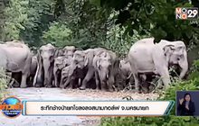 ​ระทึกช้างป่ายกโขลงลงสนามกอล์ฟ จ.นครนายก