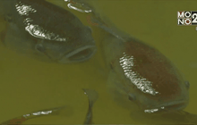 เอลซัลวาดอร์รณรงค์เลี้ยงปลากำจัดยุงลาย