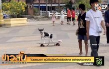 ไม่ธรรมดา! สุนัขโชว์ลีลาไถเซิร์ฟสเกต อย่างคล่องแคล่ว
