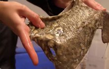 พลาสติกรักษ์โลกจากหนังปลา