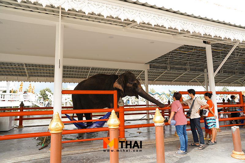 ช้าง