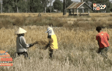 ชาวนาจัดเวรยามเฝ้านาข้าวหวั่นโคมลอยตก