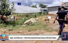 คลายปริศนา ! แกะ-แพะตาย 16 ตัวพบสุนัขรุมกัด